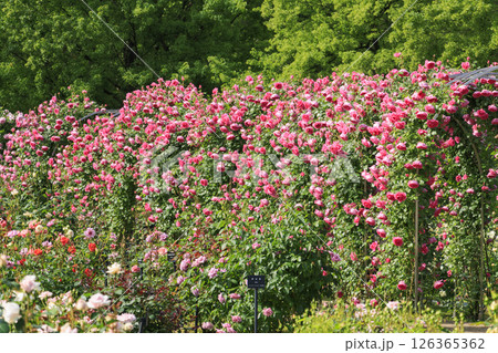 春ばら満開の ぎふワールド・ローズガーデン 126365362