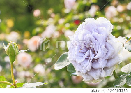 春ばら満開の ぎふワールド・ローズガーデン 126365373