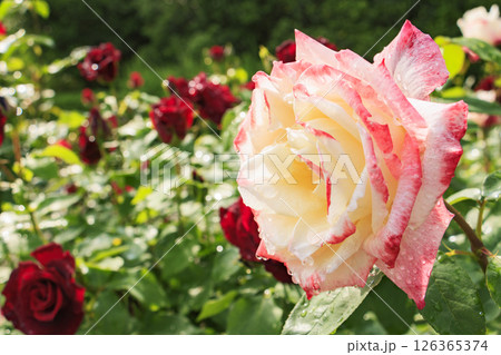 春ばら満開の ぎふワールド・ローズガーデン 春ばら満開の ぎふワールド・ローズガーデン 126365374
