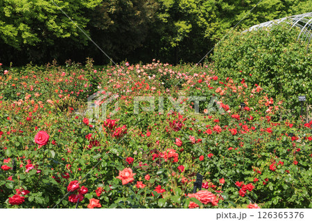 春ばら満開の ぎふワールド・ローズガーデン 126365376