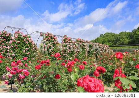 春ばら満開の ぎふワールド・ローズガーデン 春ばら満開の ぎふワールド・ローズガーデン 126365381