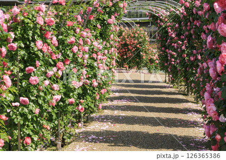 春ばら満開の ぎふワールド・ローズガーデン 春ばら満開の ぎふワールド・ローズガーデン 126365386