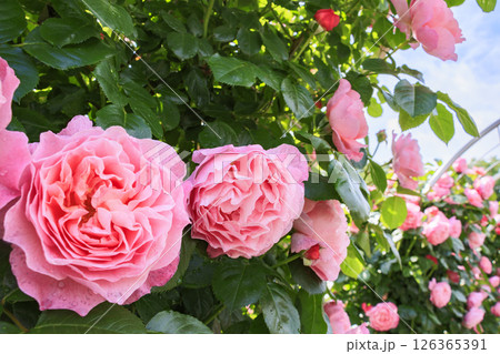 春ばら満開の ぎふワールド・ローズガーデン 126365391