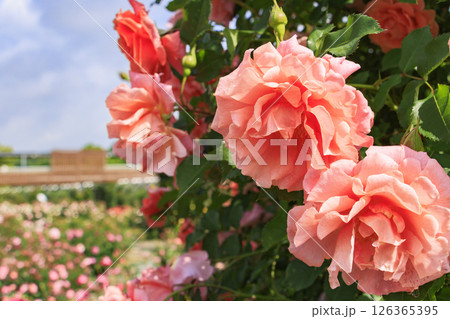春ばら満開の ぎふワールド・ローズガーデン 春ばら満開の ぎふワールド・ローズガーデン 126365395