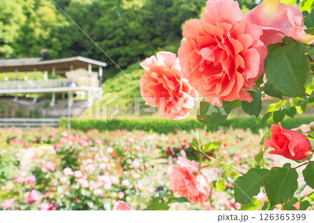 春ばら満開の ぎふワールド・ローズガーデン 126365399