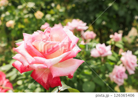 春ばら満開の ぎふワールド・ローズガーデン 126365406