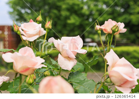 春ばら満開の ぎふワールド・ローズガーデン 126365414