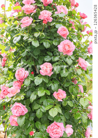 春ばら満開の ぎふワールド・ローズガーデン 126365428