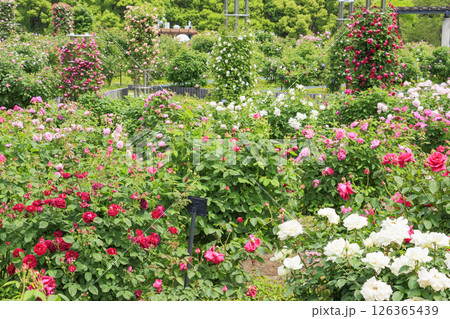 春ばら満開の ぎふワールド・ローズガーデン 126365439