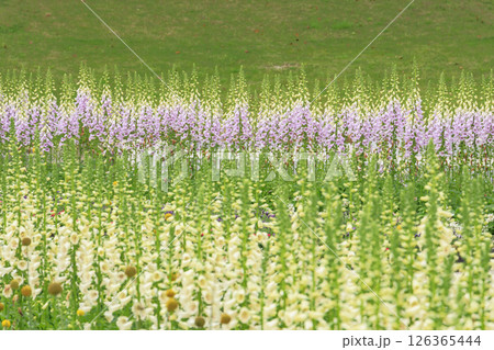 春ばら満開の ぎふワールド・ローズガーデン 126365444