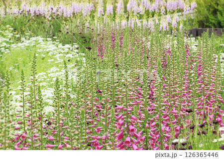 春ばら満開の ぎふワールド・ローズガーデン 126365446