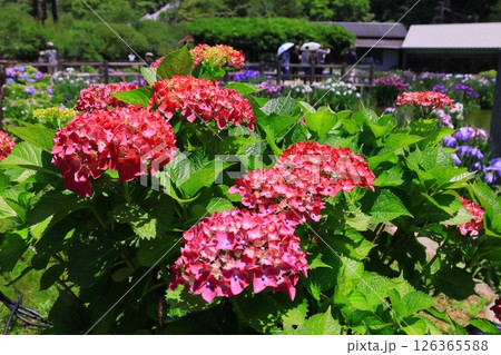 大宰府天満宮 （福岡県太宰府市）境内に咲くアジサイ 126365588