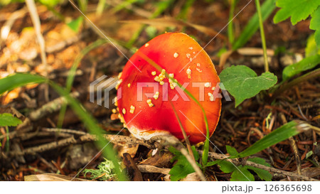 A lone red mushroom with white spots on the cap grows in the forest floor. Top view. Green grass and leaves surround the mushroom. Close-up. A lone red mushroom with white spots on the cap grows in the forest floor. Top view. Green grass and leaves surround the mushroom. Close-up. 126365698