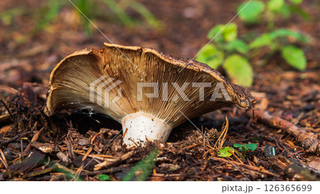 A close-up of a mushroom showcases its intricate gills and textured cap, surrounded by earthy tones of soil and scattered leaves in a forest setting. A close-up of a mushroom showcases its intricate gills and textured cap, surrounded by earthy tones of soil and scattered leaves in a forest setting. 126365699