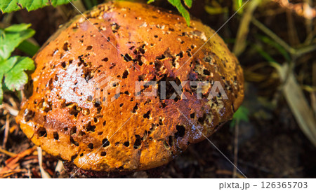 A close-up view of a single, brown mushroom with a rough, textured cap covered in small holes. The mushroom has a thick, white stem. A close-up view of a single, brown mushroom with a rough, textured cap covered in small holes. The mushroom has a thick, white stem. 126365703