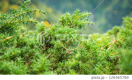 Close-up view of a dense, green juniper bush with small, needle-like leaves. The background is blurred and shows a forest or meadow. 126365760