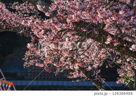 伊東市にある伊東公園に咲いている梅の花(静岡県) 126366488