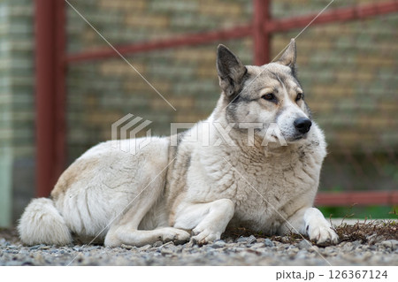 Portrait of a dog breed West Siberian Laika sitting outdoors in a yard. Portrait of a dog breed West Siberian Laika sitting outdoors in a yard. 126367124