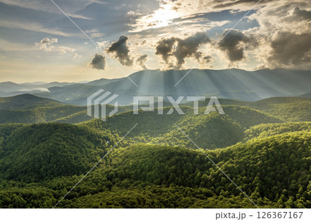 Mountain forest with green canopies in Mt Mitchell State Park. Sunset in summertime season. North Carolina wild woods nature in summer Mountain forest with green canopies in Mt Mitchell State Park. Sunset in summertime season. North Carolina wild woods nature in summer 126367167