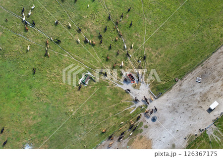 Milk cows grazing on green farm pasture. Production of organic dairy products. Feeding of cattle on farmland grassland 126367175