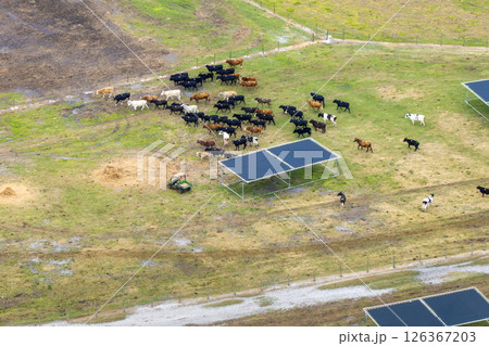 Large stockyard with meat cows. Feeding of cattle on farm feedlot in countryside area Large stockyard with meat cows. Feeding of cattle on farm feedlot in countryside area 126367203