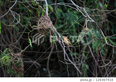 The yellow bird on Build nest from dry stick hay in nature The yellow bird on Build nest from dry stick hay in nature 126367418