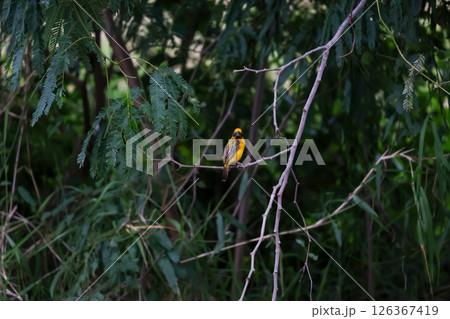 The yellow bird on Build nest from dry stick hay in nature 126367419
