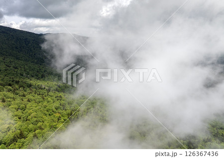 Humid forest in North Carolina Appalachian mountains, USA. American nature in summer rain season Humid forest in North Carolina Appalachian mountains, USA. American nature in summer rain season 126367436