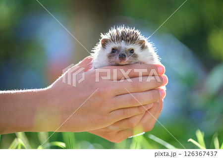 Human hands holding little african hedgehog pet outdoors on summer day. Keeping domestic animals and caring for pets concept. Human hands holding little african hedgehog pet outdoors on summer day. Keeping domestic animals and caring for pets concept. 126367437