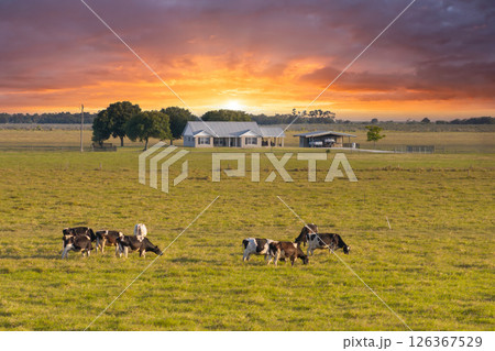 Free range milk cows grazing on green farm pasture near farmhouse. Feeding of cattle on farmland grassland 126367529