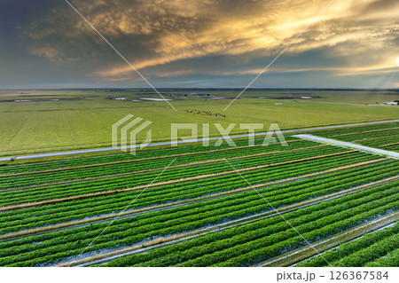 Farmland landscape in summer season with growing crops. Agricultural cultivated field. Farming and agriculture industry 126367584
