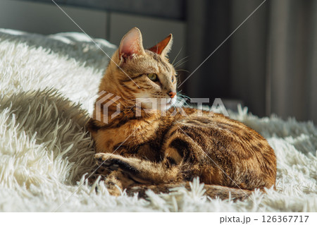 Bengal kitty cat laying on the white fury blanket 126367717