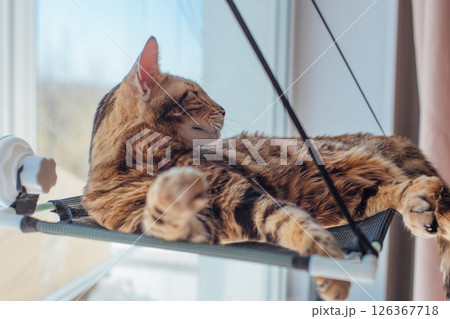 Cute little bengal kitty cat laying on the cat's window bed watching on the room. 126367718