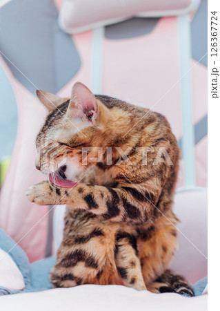 Close up little bengal kitty sitting the pink game armchair, washing and cleaning itself. Close up little bengal kitty sitting the pink game armchair, washing and cleaning itself. 126367724