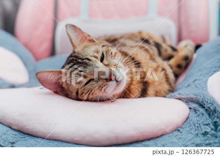 Close up little bengal kitty laying the pink game armchair Close up little bengal kitty laying the pink game armchair 126367725