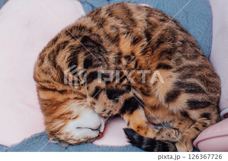 Close up little bengal kitty laying the pink game armchair 126367726
