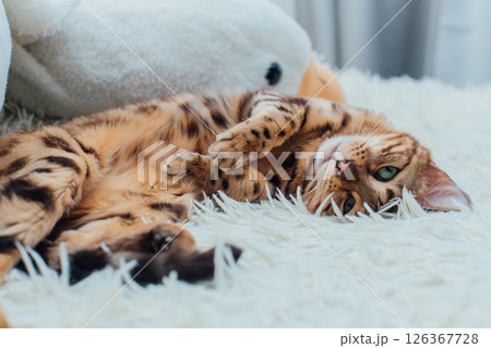 Bengal kitty cat laying on the white fury blanket on the back 126367728