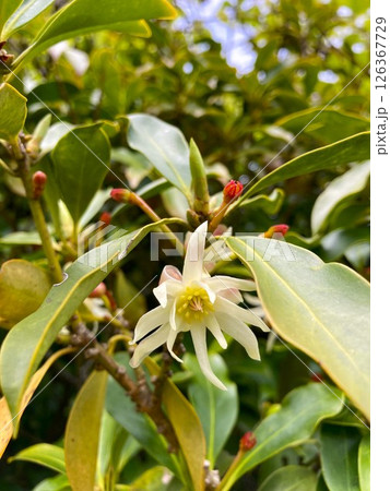 神秘的なシキミの花 神秘的なシキミの花 126367729