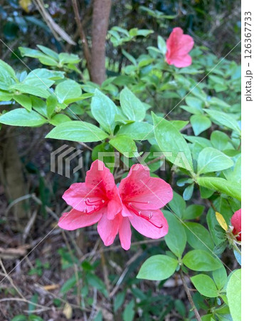 可愛らしいツツジの花 126367733