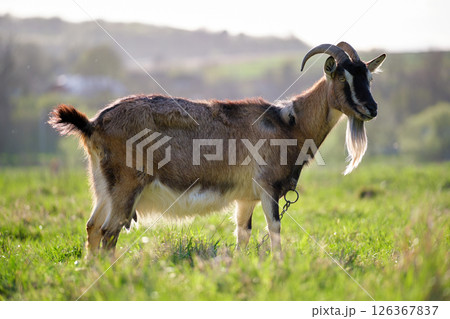 Domestic milk goat with long beard and horns grazing on green farm pasture on summer day. Feeding of cattle on farmland grassland 126367837