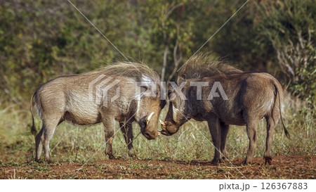 Two Common warthog fighting face to face in greater Kruger National park, South Africa ; Specie Phacochoerus africanus family of Suidae 126367883