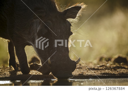 Common warthog portrait drinking in backlit in greater Kruger National park, South Africa ; Specie Phacochoerus africanus family of Suidae 126367884