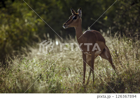 Common Impala female front view backlit in Kruger National park, South Africa ; Specie Aepyceros melampus family of Bovidae 126367894