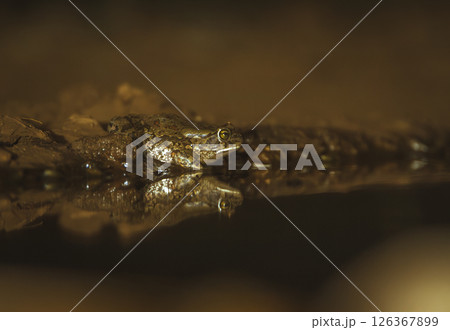 Eastern olive toad along waterhole at night in Greater Kruger National park, South Africa ; Specie Sclerophrys garmani  family of Bufonidae 126367899