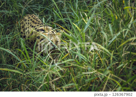 Serval walking in tall grass in Kruger national park, South Africa; specie Leptailurus serval family of felidae Serval walking in tall grass in Kruger national park, South Africa; specie Leptailurus serval family of felidae 126367902