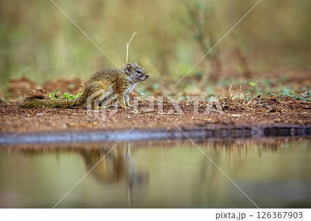 Smith bush squirrel standing along waterhole with reflection in Kruger National park, South Africa ; Specie Paraxerus cepapi family of Sciuridae Smith bush squirrel standing along waterhole with reflection in Kruger National park, South Africa ; Specie Paraxerus cepapi family of Sciuridae 126367903