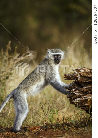 Vervet monkey standing up looking at camera in Kruger National park, South Africa ; Specie Chlorocebus pygerythrus family of Cercopithecidae 126367907