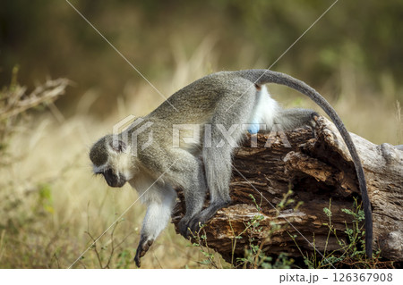 Vervet monkey jumping on the ground in Kruger National park, South Africa ; Specie Chlorocebus pygerythrus family of Cercopithecidae 126367908