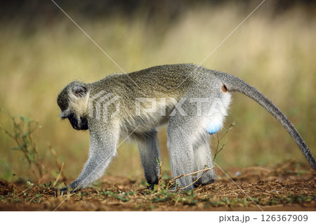 Vervet monkey male searching seeds on the ground in Kruger National park, South Africa ; Specie Chlorocebus pygerythrus family of Cercopithecidae Vervet monkey male searching seeds on the ground in Kruger National park, South Africa ; Specie Chlorocebus pygerythrus family of Cercopithecidae 126367909