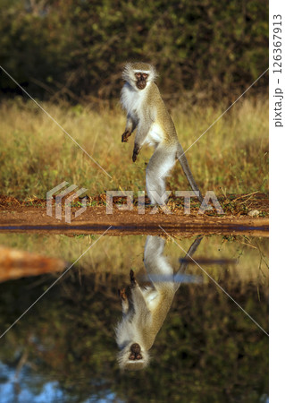 Vervet monkey standing up along waterhole with reflection in Kruger National park, South Africa ; Specie Chlorocebus pygerythrus family of Cercopithecidae Vervet monkey standing up along waterhole with reflection in Kruger National park, South Africa ; Specie Chlorocebus pygerythrus family of Cercopithecidae 126367913
